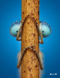 Image result for Macrotyloma ellipticum