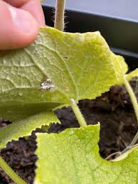 Image result for Mealybug cucumber
