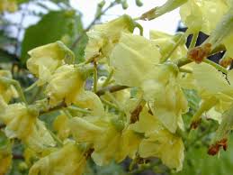 Image result for Caesalpinia decapetala