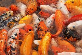 Then clean out the tank thoroughly and do some study on how to keep fish properly before. Fishes Colourful Beautiful Koi Lake Pond Koi Fish Fish Park Garden Pxfuel