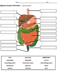 Some of the worksheets displayed are quiz, digestion work answers 6 wk, digestive system, digestive circulatory and respiratory systems, digestive system work name, teachers guide. Label Digestive System