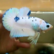 There are 54 betta charm for sale on etsy, and they cost €16.69 on average. 500 A Color Of Betta Ideas Betta Betta Fish Siamese Fighting Fish