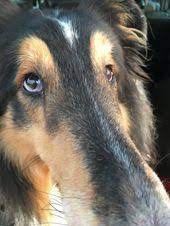 Pin On Rough Collies