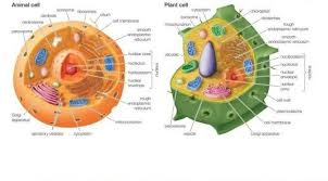 Check spelling or type a new query. Explain The Differences Between Plant And Animal Cell With The Help Of The Diagram Brainly In