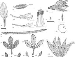 Image result for Rothia hirsuta