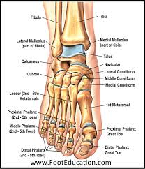 Muscles often attach to two different bones, so that when the muscle flexes. Anatomy Of The Foot And Ankle Orthopaedia