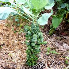 Brussels sprouts are an ideal vegetable crop for fall gardening. Brussels Sprouts Seeds Catskill Sow True Seed