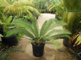 Image result for Diplazium cyamudongoense