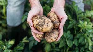 How Long Do Potatoes Last Raw Cooked And More