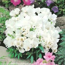 The satin flower, godetia grandiflora, godetia amoena, or clarkia amoena, is a late spring bloomer, or 'transitional' bloomer, as suggested by its common name, farewell to spring. White Godetia Seeds Godetia Grandiflora 1500 Seeds Garden Seeds Market Free Shipping