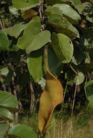 Image result for Piliostigma thonningii