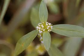 Image result for Mitracarpus