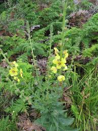 Image result for Alectra sessiliflora