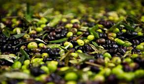 Huile D Olive Pour La Creation D Un Fonds D Appui A La Filiere Webmanagercenter