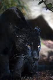 Dark Shadow Stare Black Jaguar By Seb Photos In 2020 Isot Kissat Villielaimet Leijonat