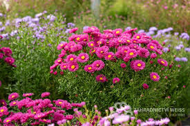 Image result for Asters `Jenny