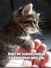 Together We Can Do Anything Lolcats Lol Cat Memes Funny Cats Funny Cat Pictures With Words On Them Funny Pictures Lol Cat Memes Lol Cats