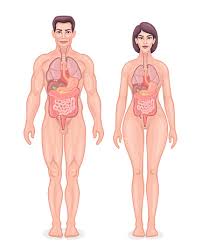 Male body internal organs chart with labels on white background. Human Body Anatomy Clipart Vector In Ai Svg Eps Or Psd