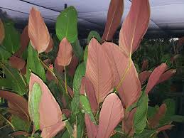 Image result for Marantochloa purpurea