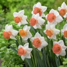 Apricot Whirl Daffodil Bulbs Buy Daffodil Bulbs In Bulk At Edenbrothers Com Daffodil Bulbs Bulb Flowers Daffodils
