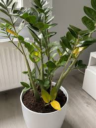 Image result for Zamiokulkas Zamioculcas