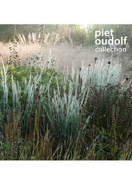 Image result for Satyrium schimperi