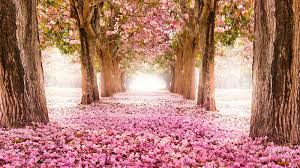 Risultati immagini per un paesaggio fiorito in primavera