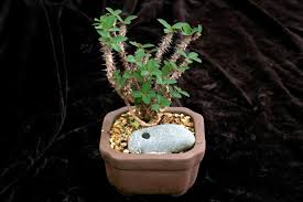 Image result for Euphorbia espinosa