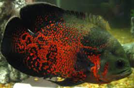 Top quality oscar fish and indian price. Red Tiger Oscar Fish At Rs 500 Piece à¤'à¤¸ à¤•à¤° à¤®à¤›à¤² à¤'à¤¸ à¤•à¤° à¤« à¤¶ Unique Aqua Fish Corner Nagpur Id 10486907291
