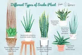 Until 2017, it was known under the synonym sansevieria trifasciata. Snake Plant Care Growing Guide