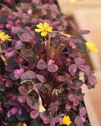 Check spelling or type a new query. Oxalis Plum Crazy A Very Southlands Nursery Vancouver Facebook