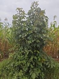 Image result for Markhamia lutea