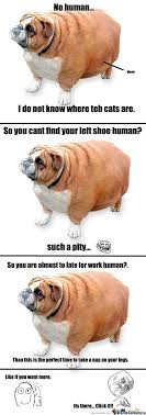 Their last one got so fat that it developed. Fat Dog Memes