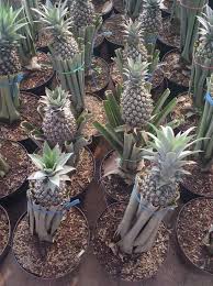 Tanaman umbi yang dianggap liar ini memiliki potensi ekonomi begitu besar. Berkebun Nanas Di Pot Bebeja Com