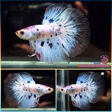 Live Betta Fish Male Dalmatian Halfmoon Hm 1924 Betta Fish Betta Fish