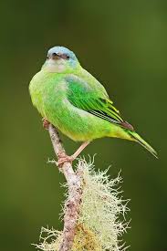 Name Birds That Start With F Dacnis Cayana F Kus