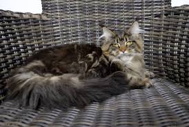 pin na doske maine coon