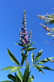 Image result for Vitex patula