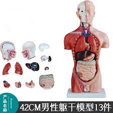 Huge collection, amazing choice, 100+ million high quality, affordable rf and rm images. 13parts 42cm Human Male Torso Heart Brain Trachea Esophagus Aorta Diaphragm Lung Internal Organs Anatomical Model Aliexpress