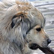 Maybe you would like to learn more about one of these? Great Pyrenees Puppy Great Pyrenees Breed Information