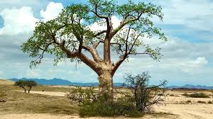 Image result for Sterculia africana