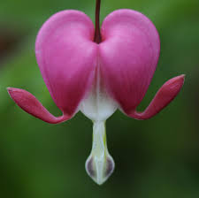 Open Heart Bleeding Heart Bleeding Heart Flower Flower Heart
