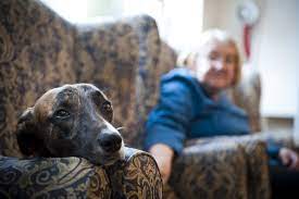 How much longer does my dog have? i mean you can be very very careful when we're looking at these numbers because, it simply because we have a median life james jacobson: Cancer In Dogs Symptoms And Treatment Blue Cross