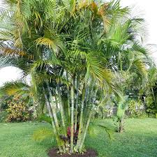 Image result for Dypsis lutescens