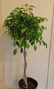 Image result for Ficus benjamina