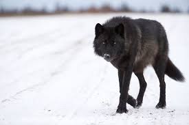 Wolf wallpapers, backgrounds, images 1920x1080— best wolf desktop wallpaper sort wallpapers by: The Mystery Of North America S Black Wolves