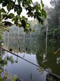 The setia alam community trails were initially built by the mountain bikers community, which rapidly gained popularity among hikers. Setia Alam Community Forest Trail To Mirror Lake And Bukit Sapu Tangan