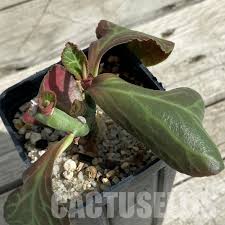 Image result for Monadenium pedunculatum