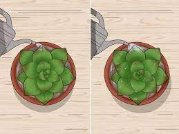 Remember to get the free cheat sheet to see what it looks like when your succulents need more or less water. How To Water Succulents 8 Steps With Pictures Wikihow