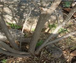 Image result for Cassia abbreviata